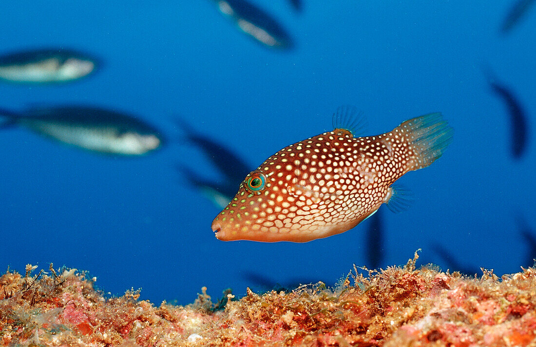 Spitzkopfkugelfisch, Canthigaster punctatissima, Mexiko, Cortezsee, Niederkalifornien, La Paz