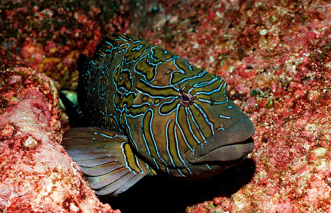 Hieroglyphic hawkfish, Cirrhitus rivulatus, Mexico, Sea of Cortez, Baja California, La Paz