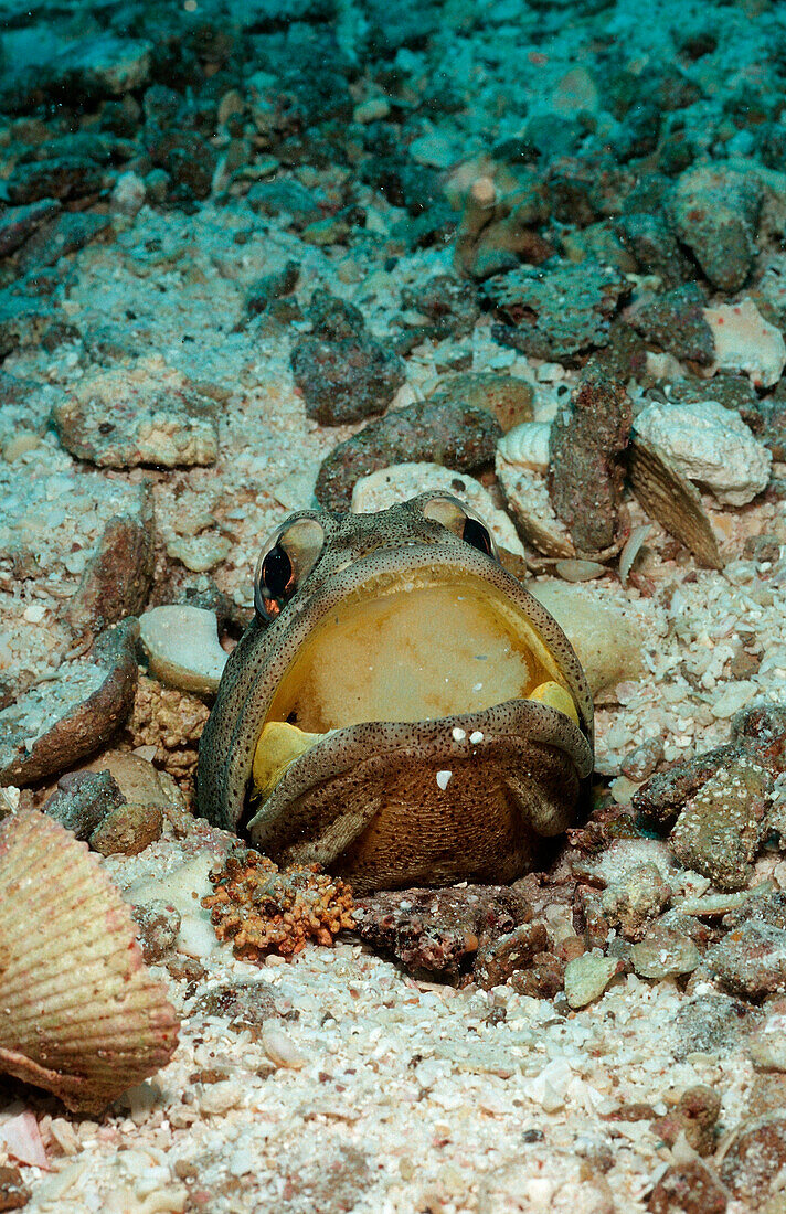 Giant jawfish, Opistognathus rhomaleus, Mexico, Sea of Cortez, Baja California, La Paz