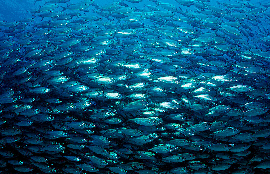 Schooling Pacific chub mackerel, Macarela estornino, Scomber japonicus, Mexico, Sea of Cortez, Baja California, La Paz