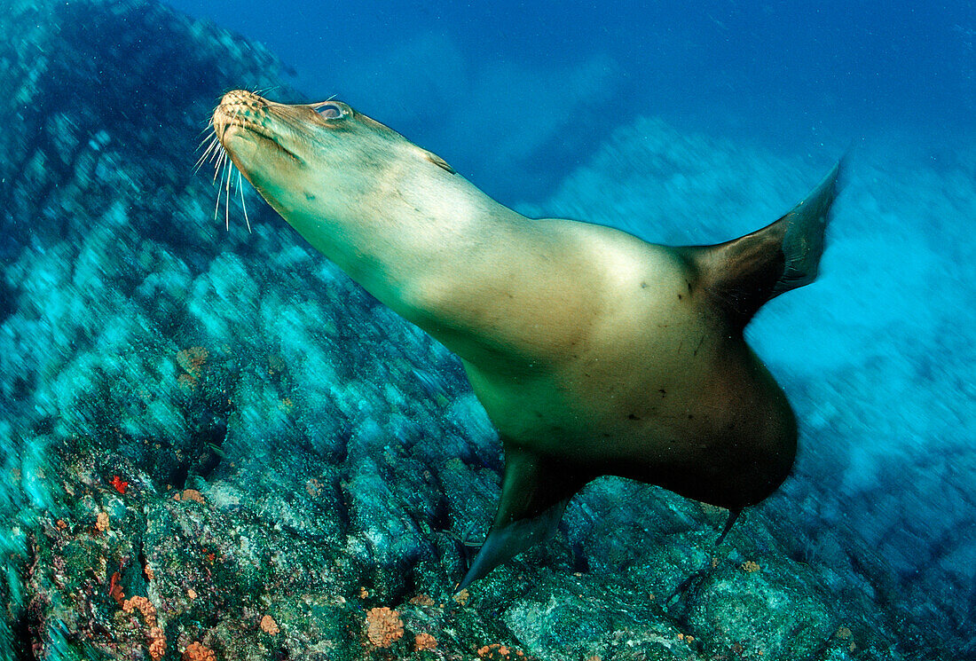 Californian Sea Lion, Zalophus californianus, Mexico, Sea of Cortez, Baja California, La Paz