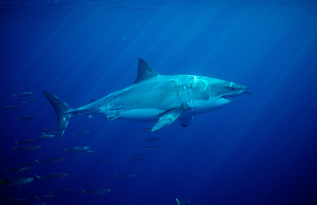 Weisser Hai, Carcharodon carcharias, USA, Kalifornien, Pazifischer Ozean, Farallon Inseln, San Francisco Bay