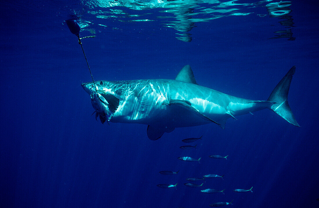 Fressender Weisser Hai, Carcharodon carcharias, USA, Kalifornien, Pazifischer Ozean, Farallon Inseln, San Francisco Bay