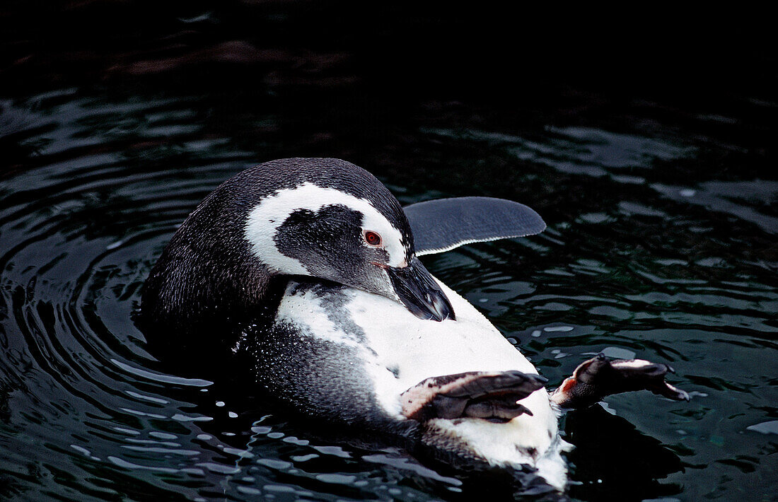 Magellanic Penguin , Spheniscus magellanicus, Great Britain, Falklands, Atlantic ocean