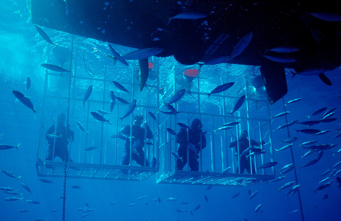 Diver in Shark cages, Mexico, Pacific ocean, Guadalupe