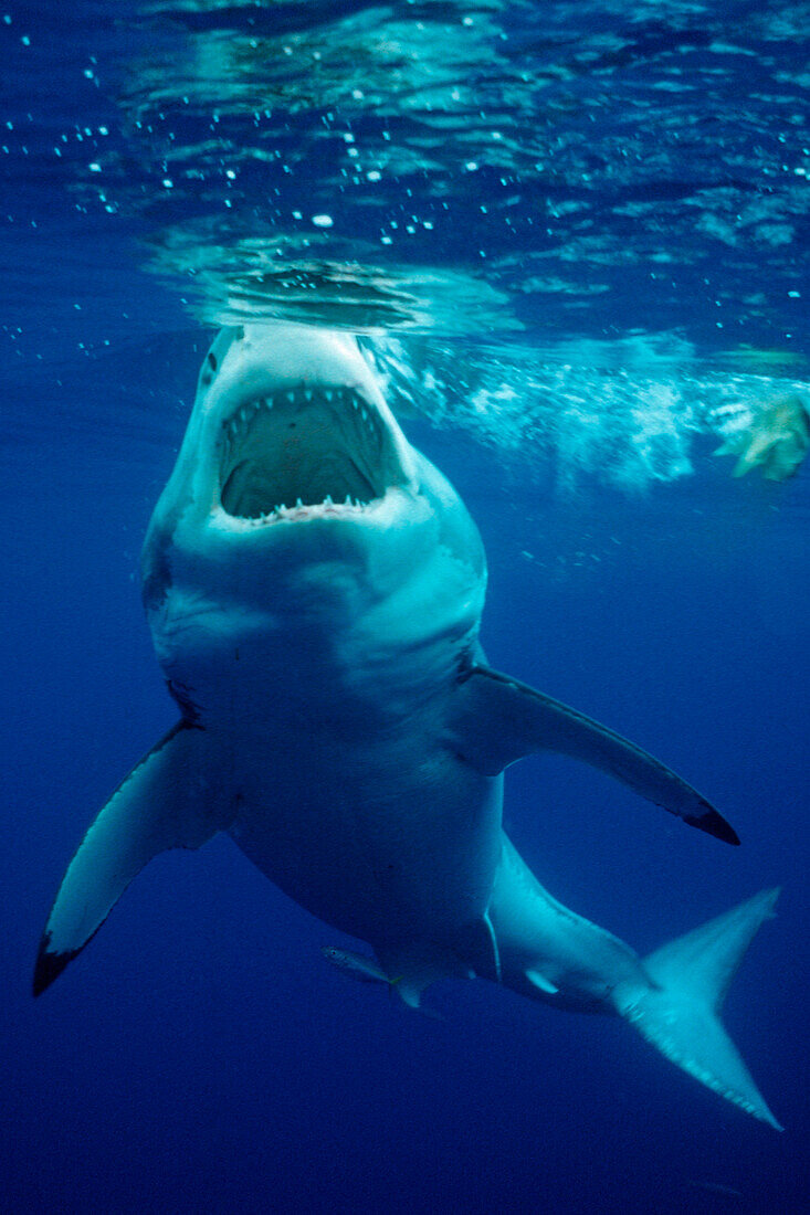 Great White Shark, Carcharodon carcharias, Mexico, Pacific ocean, Guadalupe