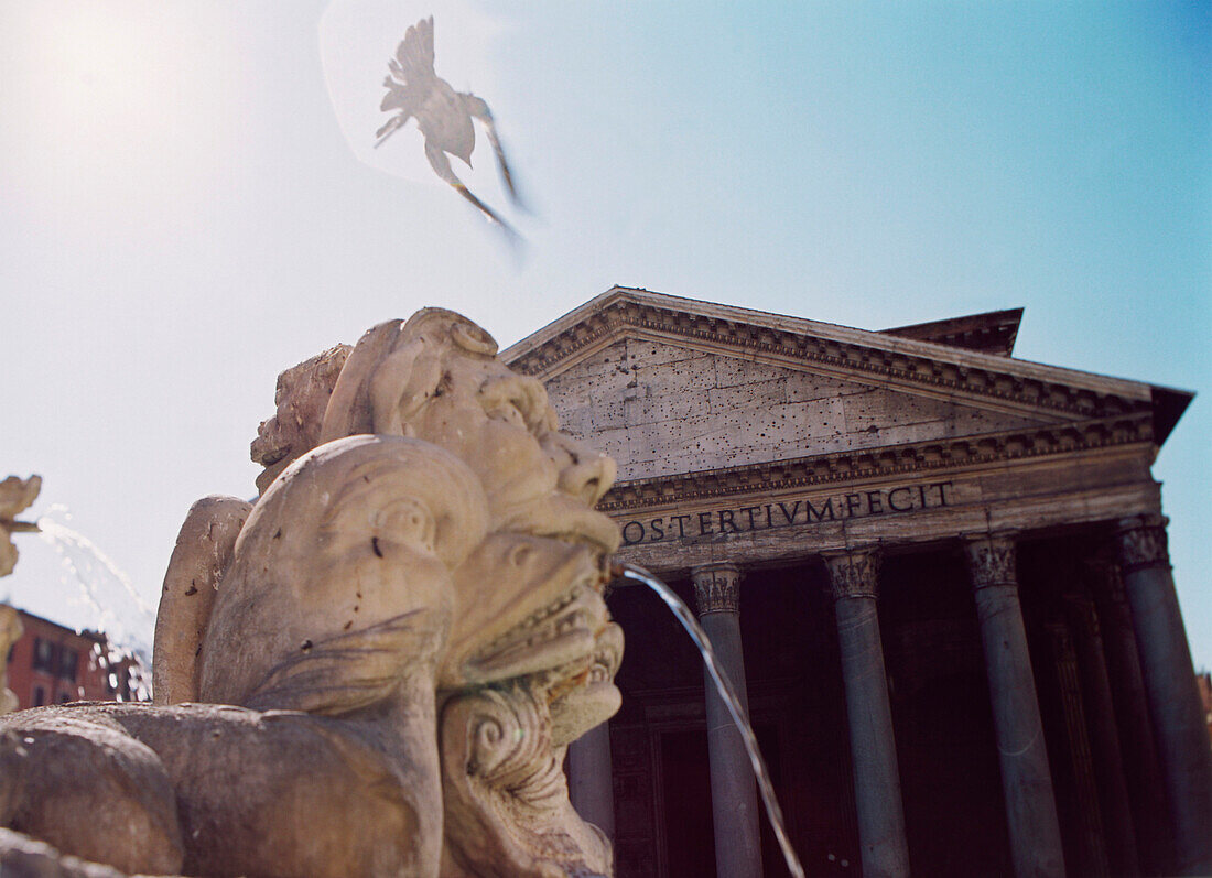 A dove flying over a fountain at the Pantheon, Piazza della Rotonda, Rome, Italy