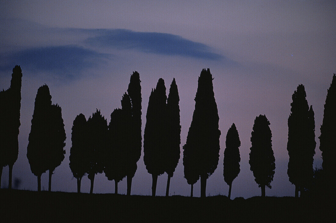 Cypress avenue, Tuscany