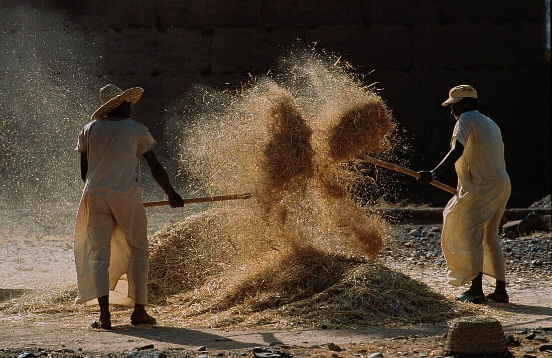 Erntearbeiter, Marokko, Afrika