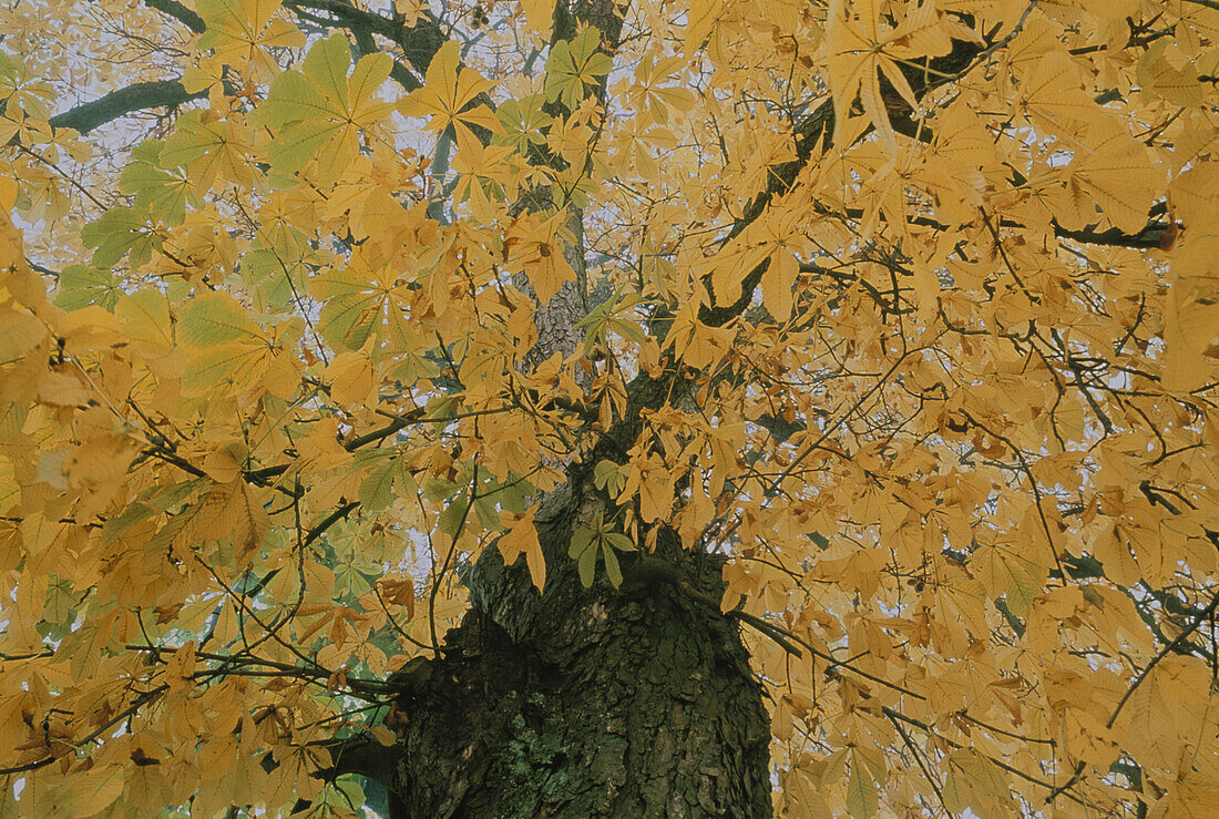 Chestnut tree in Autumn, Bavaria, Germany