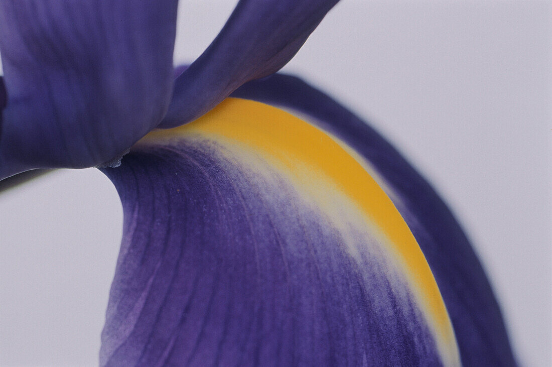 Blütenblatt einer Orchidee