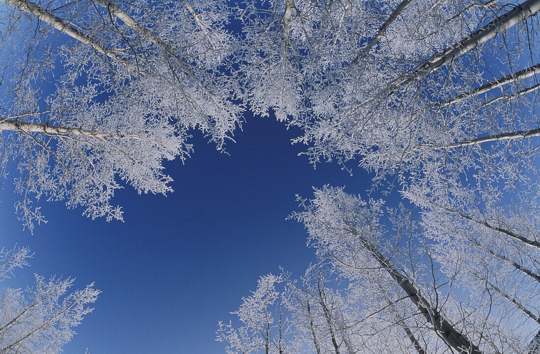 Raureif auf Espen, Winter, Landschaft