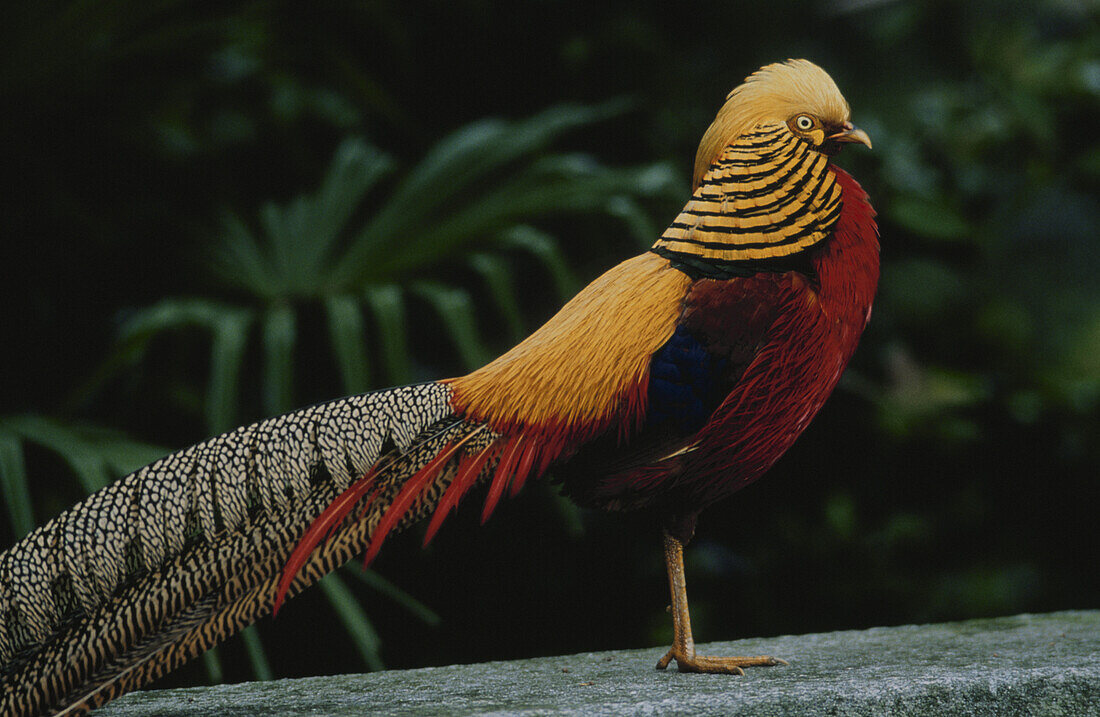 Golden Pheasant