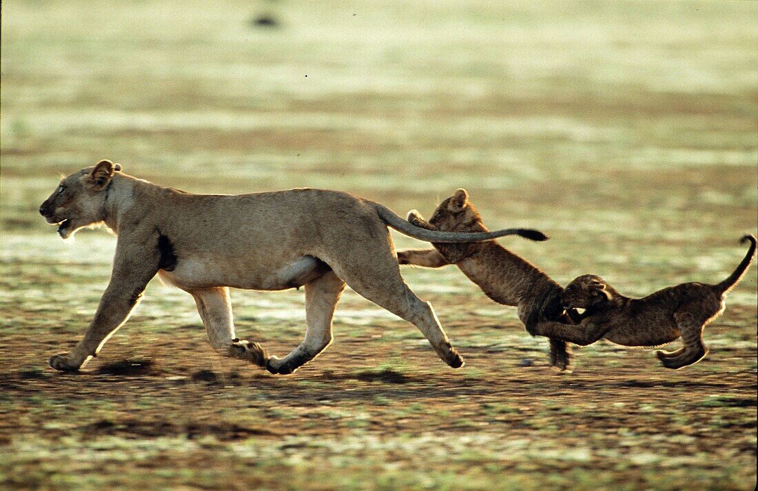 Lion mother with babies