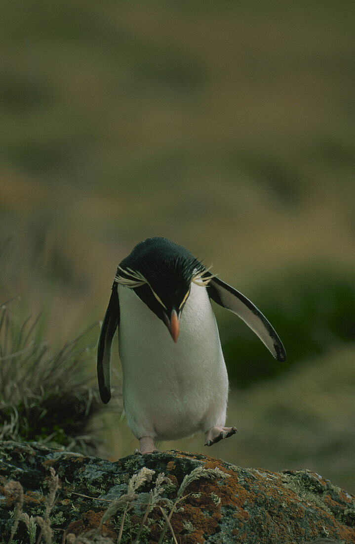 Felsenpinguin, Eudyptes chrysocome, Eudyptes crestatus, Falkland Inseln