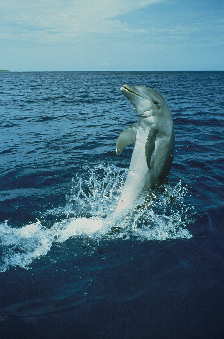 Bottlenosed Dolphins, Tursiops truncatus, Caribbean, Islas de la Bahia, Hunduras, Caribbean
