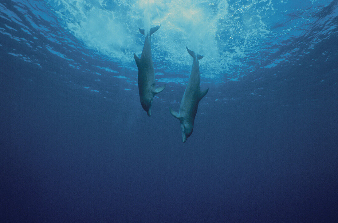 Zwei Delphine, Große Tümmler, Tursiops truncatus, Islas de la Bahia, Hunduras, Karibik