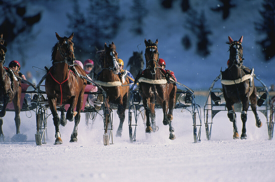 Pferderennen im Schnee, St. Moritz, Europa