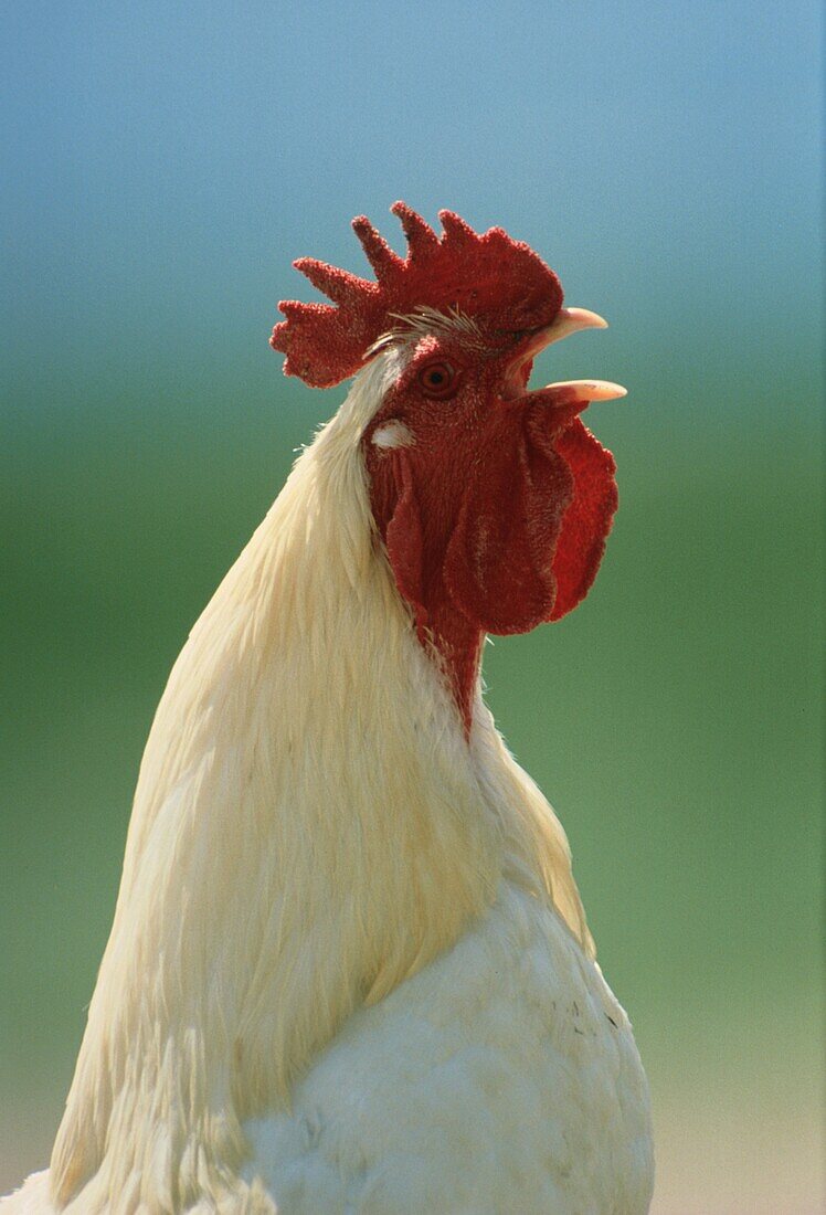 Domestic fowl, crowing rooster, cock
