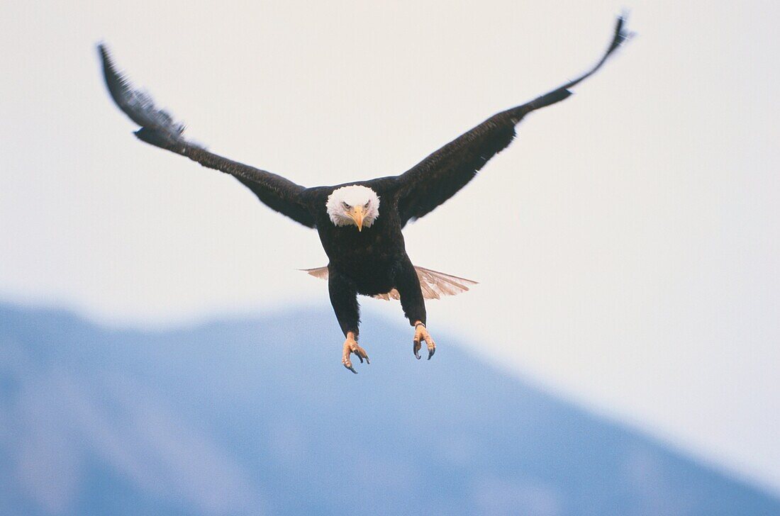 Bald Eagle, Haliaeetus leucocephalus