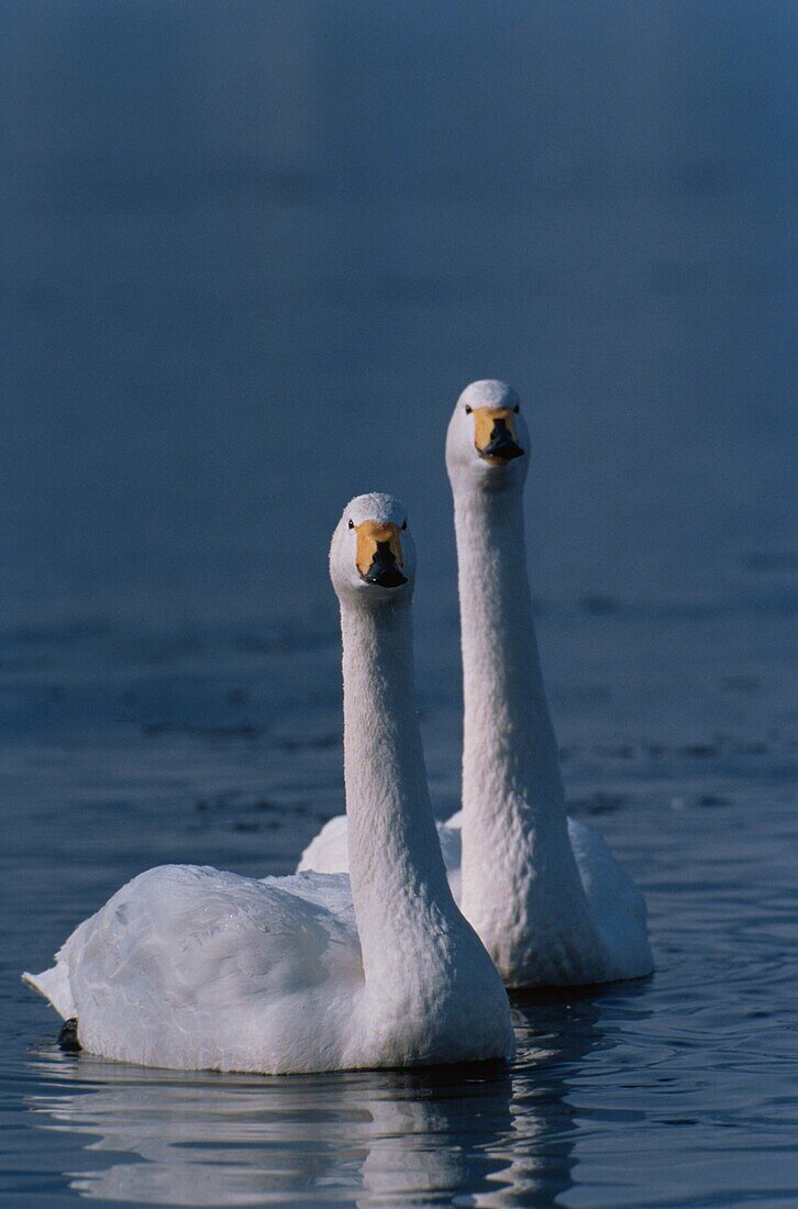 Whooper Swans, Cygnus cygnus, Europe, Japan
