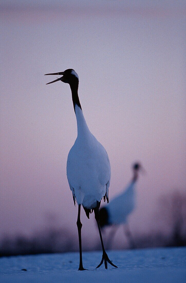 Japanese Cranes, Grus japonensis, Hokkaido, Japan, Asia