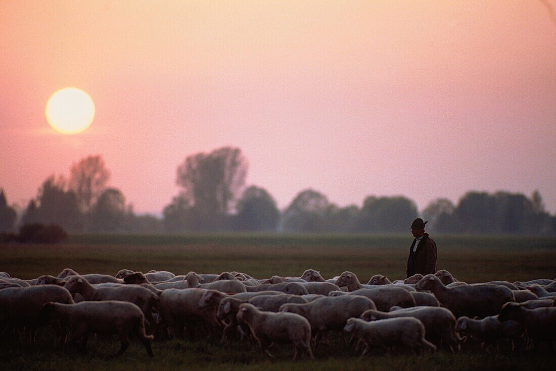 Shepherd with sheep herd, Bavaria, Germany