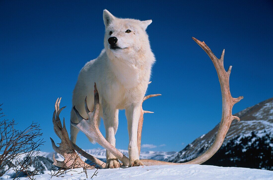 Weißer Wolf, Canis lupus, Nordamerika