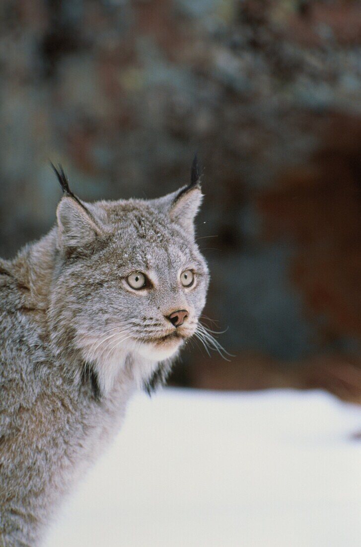 Kanadaluchs, Lynx canadensis, Nordamerika