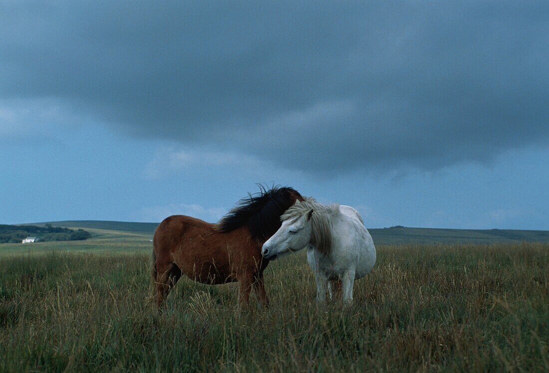 Zwei wilde Pferde, Argentinien