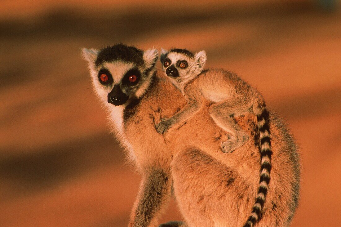 Catta with baby, Lemur catta, Berenty, Madagaskar