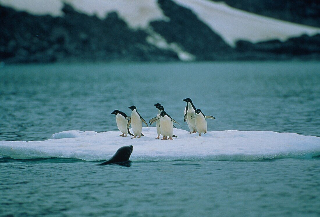 Adelie Penguins and Fur Seal, Pygoscelis adeliae, Arctocephalus gazella, Antarctica