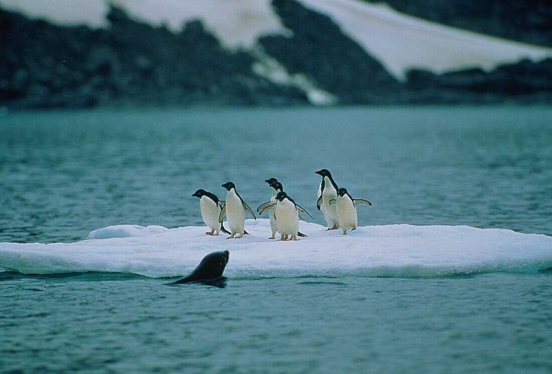 Adelie Pinguine und Pelzrobbe, Pygoscelis adeliae, Arctocephalus gazella, Antarktis