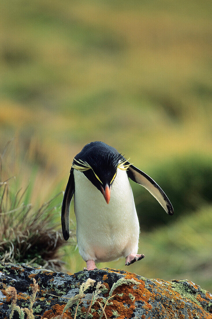 Rockhopper Penguin, Eudyptes chrysocome, Eudyptes crestatus, Falkland Islands, South America