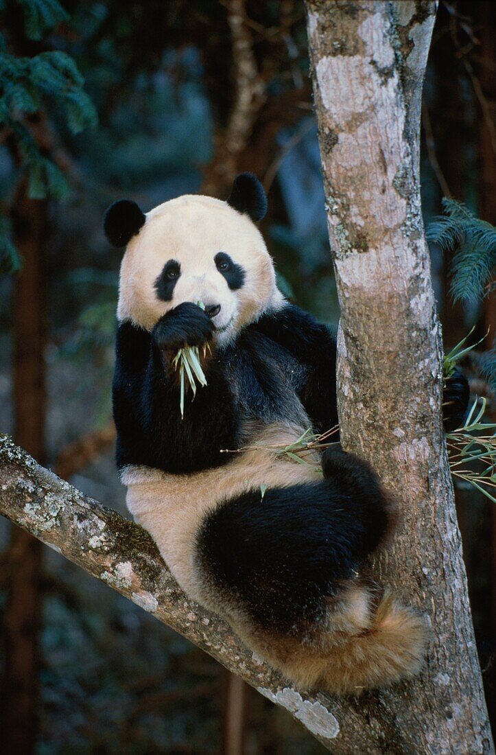 Großer Panda frisst Bambus, Ailuropoda melanoleuca, Wolong, Wenchuan, Sichuan, Himalaya, China, Asien