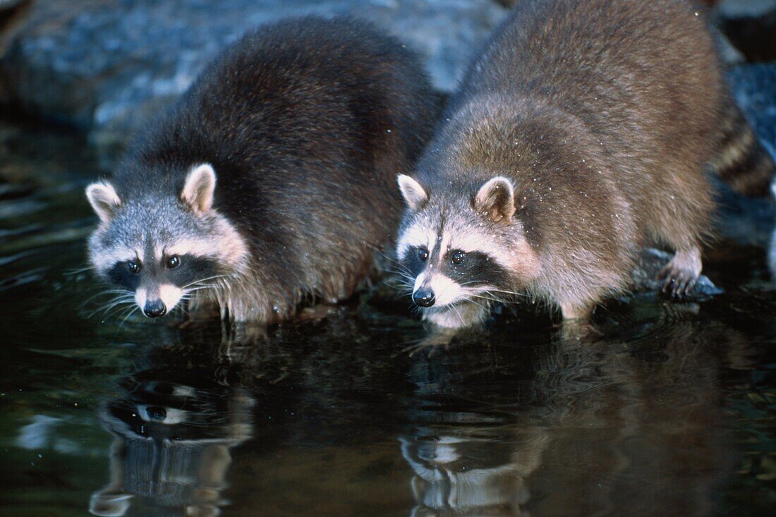 Waschbären am Ufer, Procyon lotor