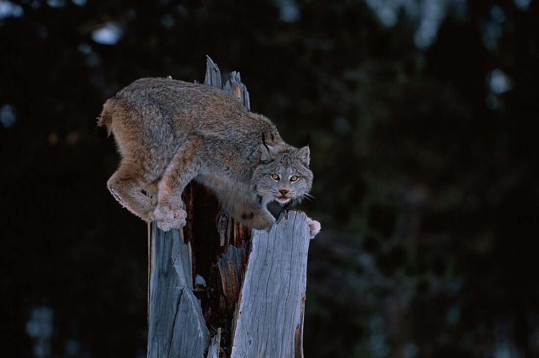 Bobcat, Lynx Rufus, climbing an old tree stump, North America, America