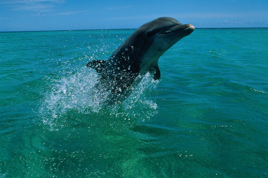 Bottlenosed dolphin jumping out of water, Tursiops Truncatus, Caribbean, Islas de la Bahia, Hunduras, Caribbean
