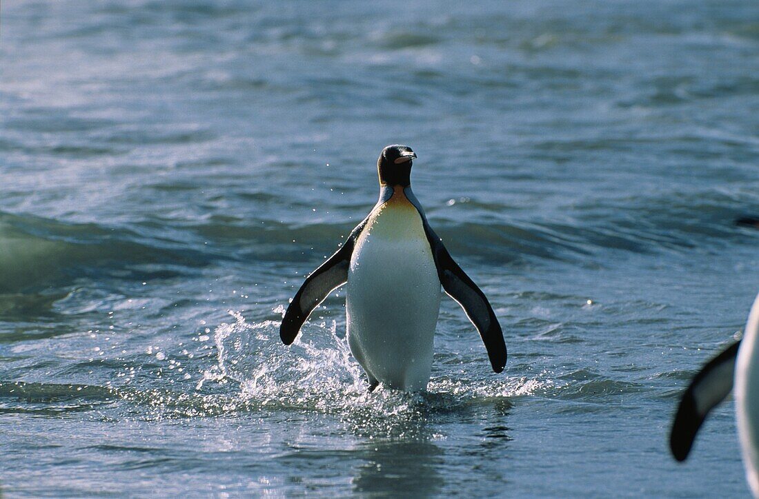 King Penguin, Aptenodytes Patagonicus, South Giorgia, Antarctic