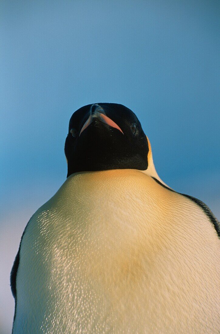 Kaiserpinguin, Aptenodytes Forsteri, Antarktis