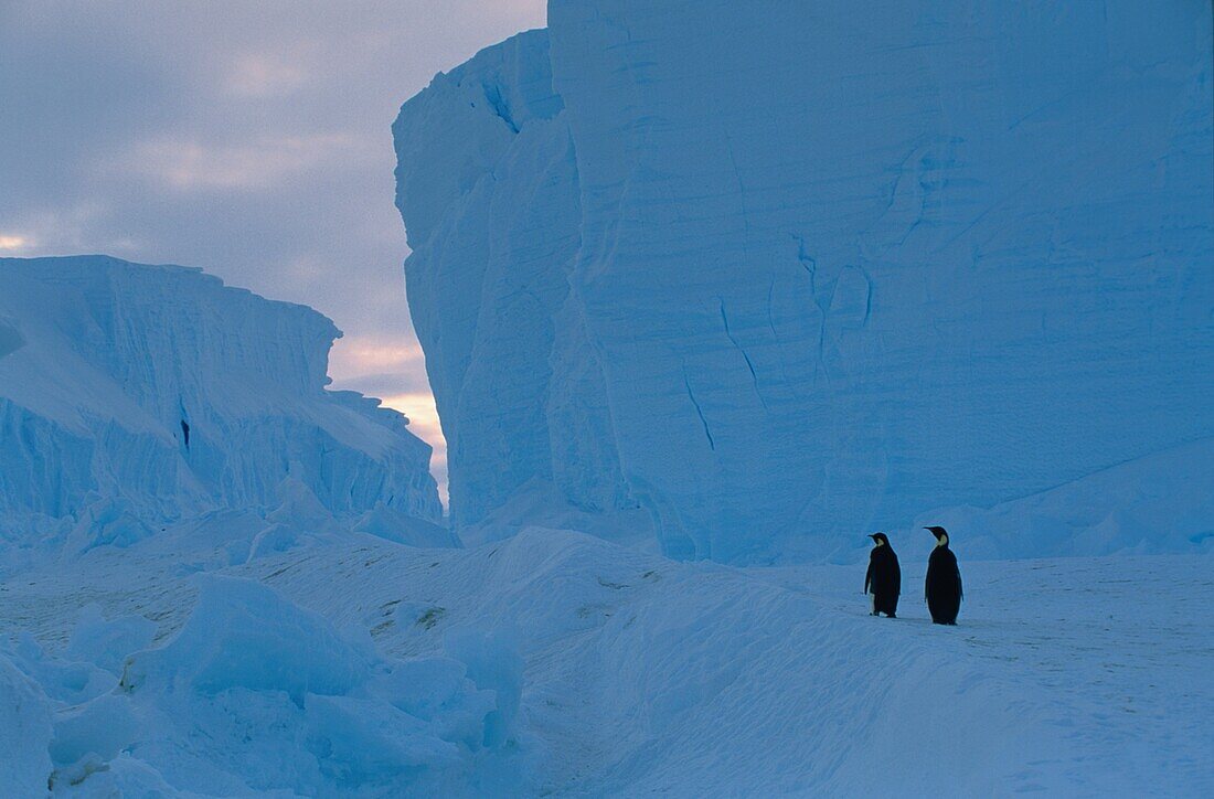Emperor Penguins, Aptenodytes Forsteri, Icebergs, Antarctica