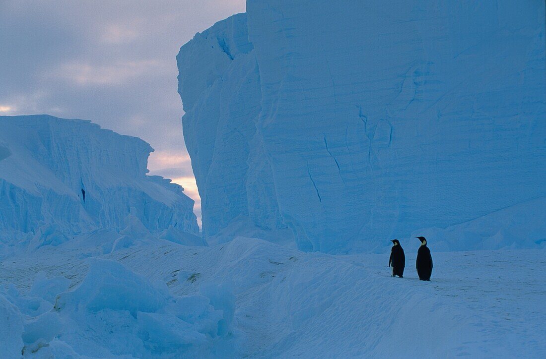 Kaiserpinguine, Aptenodytes Forsteri, Eisberge, Antarktis