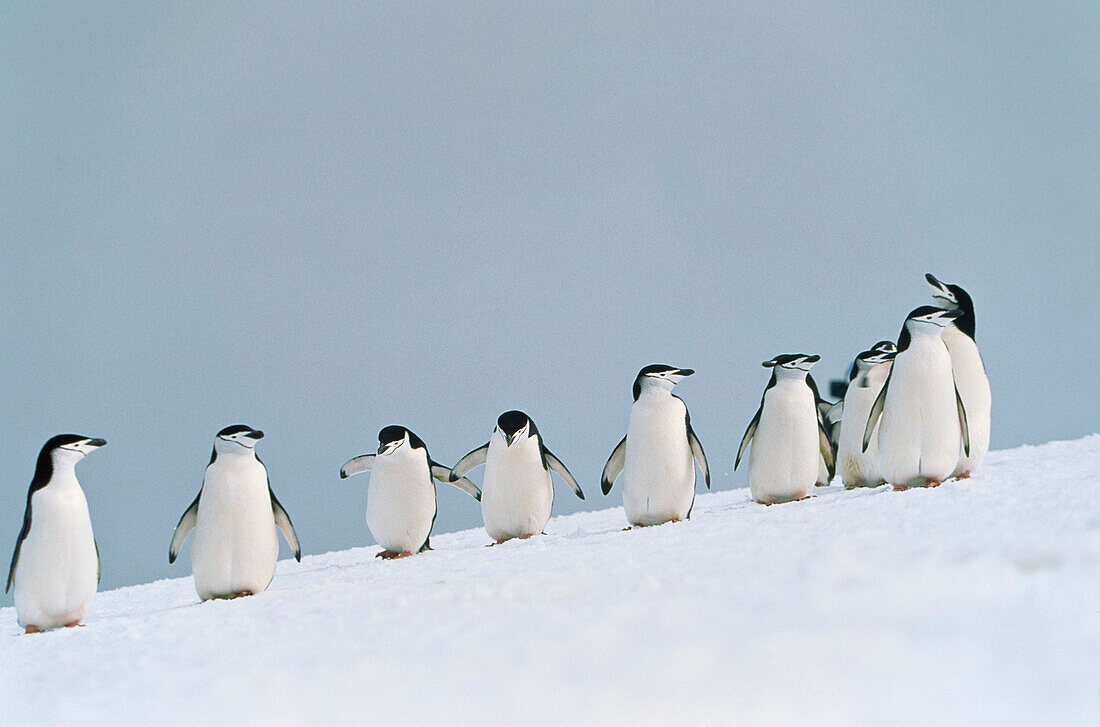 Chinstrap Penguins, Pygoscelis Antarctica, Antarctic