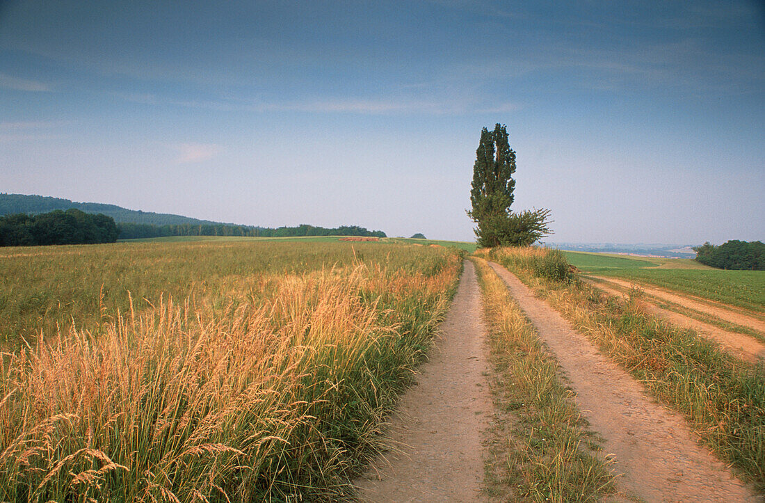 Pappel und Weg, Sachsen, Deutschland