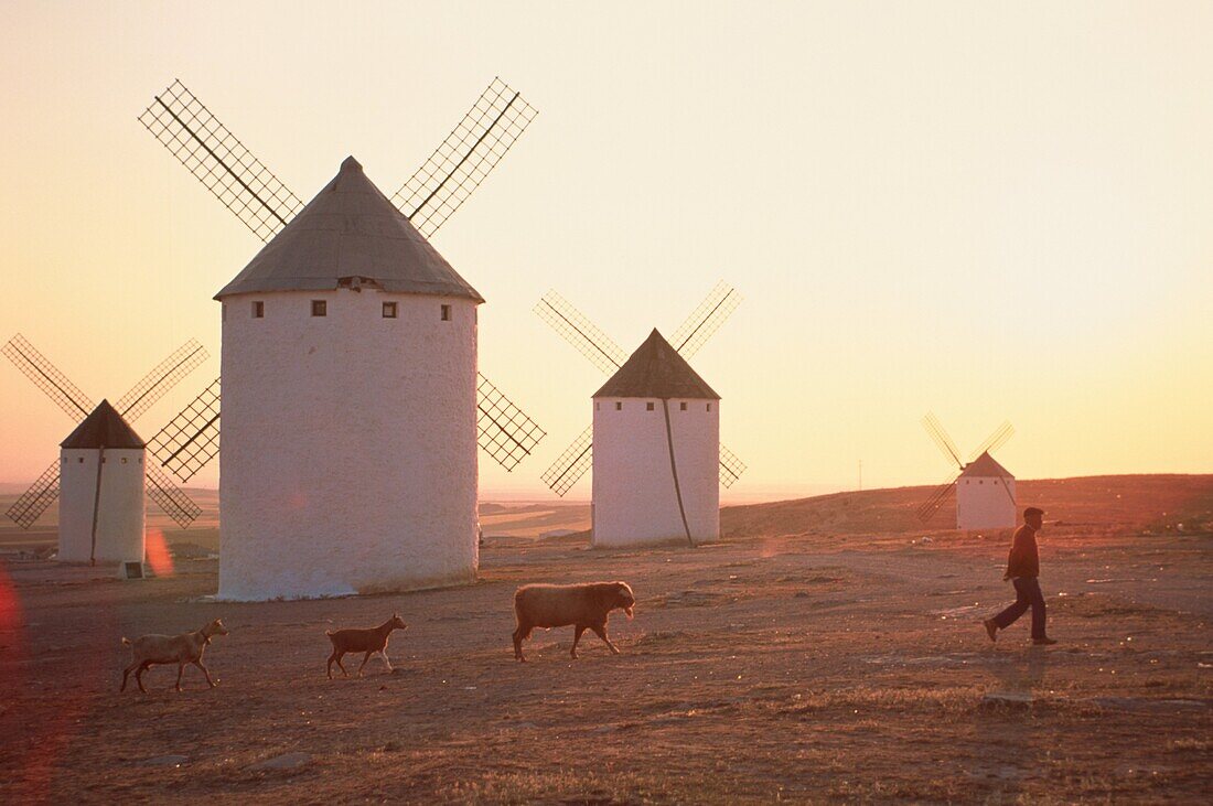 Bauer mit Tieren vor Windmühlen, Campo de Criptana, Kastilien-La Mancha, Spanien