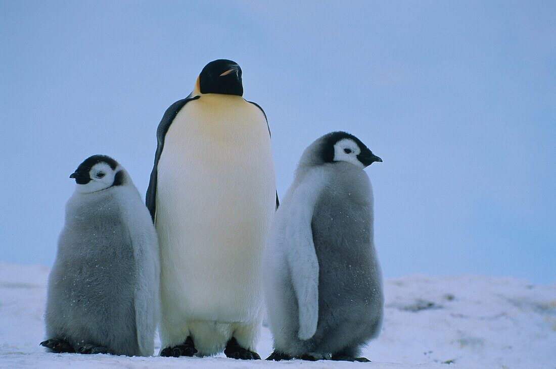 Kaiserpinguin mit Küken, Aptenodytes Forsteri, Antarktis