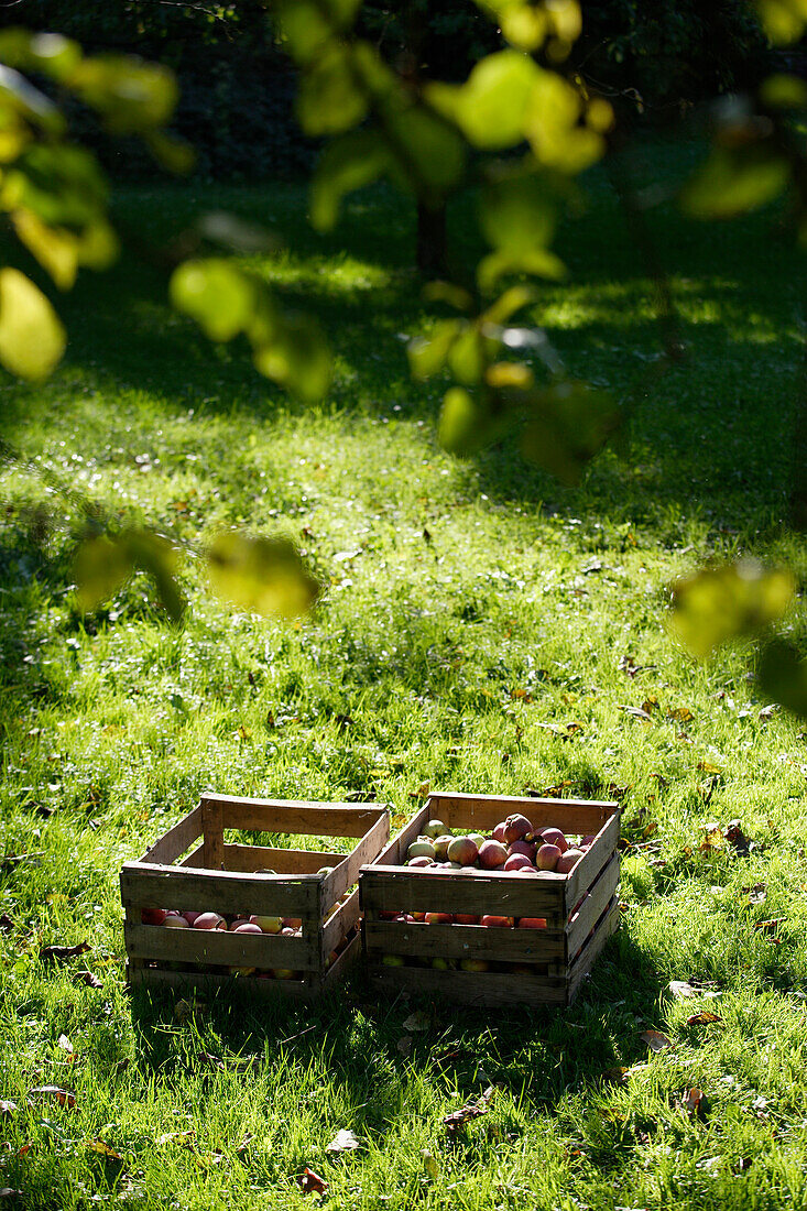 Zwei Kisten mit Äpfeln, Apfelkiste, Brannenburg, Oberbayern, Bayern, Deutschland