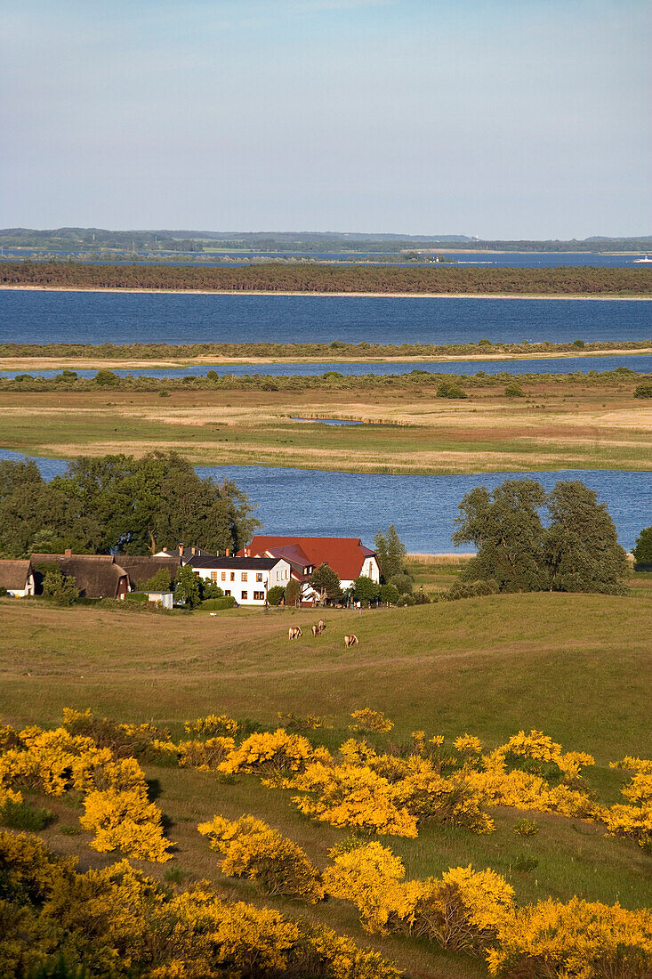 Blick über Insel Hiddensee, Mecklenburg-Vorpommern, Deutschland