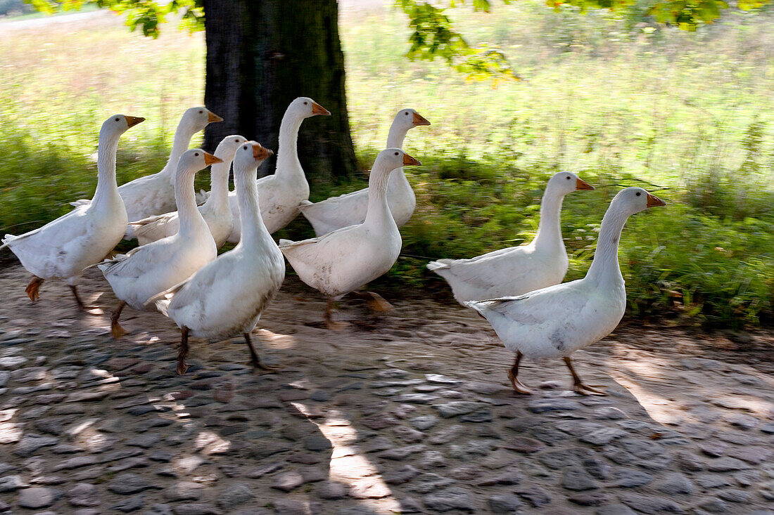 Gänse auf Allee bei Lancken-Granitz, Insel Rügen, Mecklenburg-Vorpommern, Deutschland