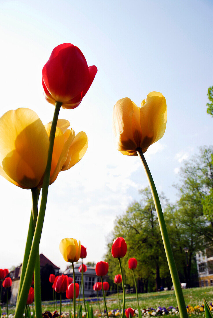 Tulips in spa gardens, Bad Liebenstein, Thuringia, Germany